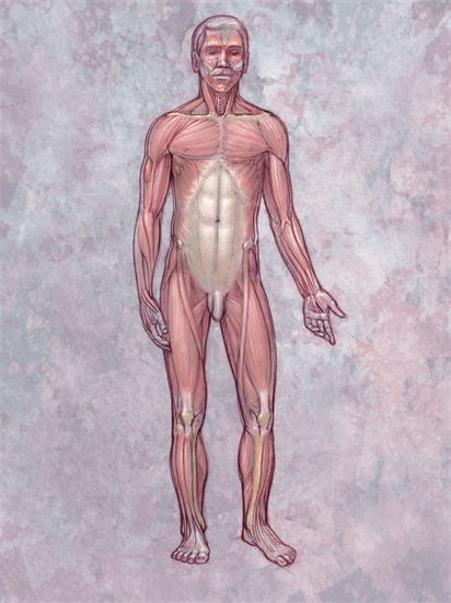 human body front